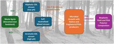 Graphical abstract: Bioconversion of self-neutralized chemically depolymerized lignin streams into polyhydroxyalkanoates
