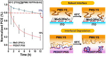 Graphical abstract: A self-assembled monolayer as a hole-transport layer forming a robust interface with the active layer for enhanced thermal stability in organic solar cells