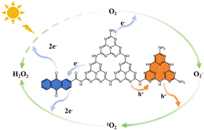 Graphical abstract: Anthraquinone-modified triazine rich g-C3N4 for high efficiency photocatalytic H2O2 synthesis via promoting singlet oxygen conversion