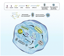 Graphical abstract: A platinum(iv)–crocetin nanoplatform with intracellular morphological transformation for enhanced colorectal cancer therapy
