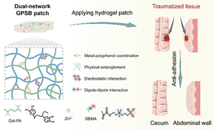 Graphical abstract: A zwitterionic dual-network hydrogel patch with anti-inflammatory properties for efficient peritoneal adhesion prevention