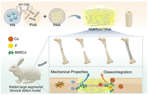 Graphical abstract: A cortical bone-mimetic composite with sustained biomechanical stability and longitudinal osteo-guiding capacity for functional reconstruction of large segmental bone defects
