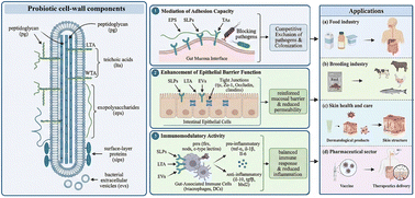 Graphical abstract: Probiotic cell wall components as emerging postbiotics: structural diversity, immunoregulatory mechanisms, and health applications