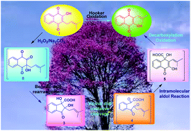 Graphical abstract: A mechanistic study on the Hooker oxidation: synthesis of novel indane carboxylic acid derivatives from lapachol