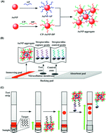 Graphical abstract: Oligonucleotide-linked gold nanoparticle aggregates for enhanced sensitivity in lateral flow assays