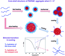 Graphical abstract: The core–shell structure of PNIPAM collapsed chain conformation induces a bimodal transition on cooling