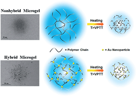 Graphical abstract: The effect of added gold nanoparticles on the volume phase transition behavior for PVCL-based microgels