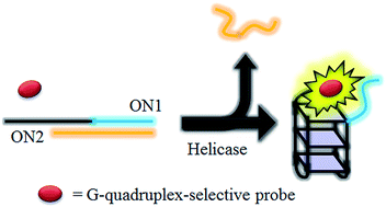 Graphical abstract: Label-free luminescence switch-on detection of hepatitis C virus NS3 helicase activity using a G-quadruplex-selective probe