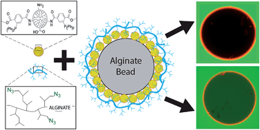 Graphical abstract: Covalent layer-by-layer assembly of hyperbranched polymers on alginate microcapsules to impart stability and permselectivity