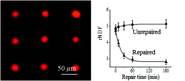 Graphical abstract: Predicting efficacies of anticancer drugs using single cell HaloChip assay