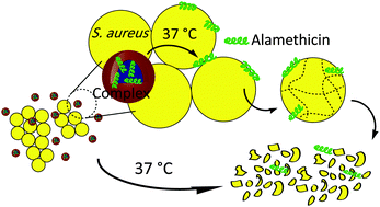 Graphical abstract: A strategy for enhanced antibacterial activity against Staphylococcus aureus by the assembly of alamethicin with a thermo-sensitive polymeric carrier