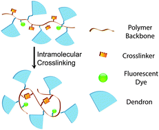 Graphical abstract: Crosslinked dendronized polyols as a general approach to brighter and more stable fluorophores