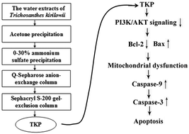 Graphical abstract: A serine protease extracted from Trichosanthes kirilowii induces apoptosis via the PI3K/AKT-mediated mitochondrial pathway in human colorectal adenocarcinoma cells