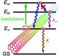Graphical abstract: Exciton–exciton annihilation and relaxation pathways in semiconducting carbon nanotubes
