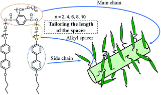 Graphical abstract: Self organization of main-chain/side-chain liquid crystalline polymer based on “jacketing” effect with different lengths of spacer: from smectic to hierarchically ordered structure