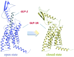 Graphical abstract: Computational insight into conformational states of glucagon-like peptide-1 receptor (GLP-1R) and its binding mode with GLP-1