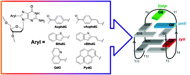 Graphical abstract: Photophysical properties of push–pull 8-aryl-deoxyguanosine probes within duplex and G-quadruplex structures