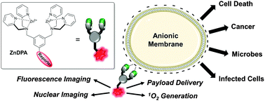 Graphical abstract: Imaging and therapeutic applications of zinc(ii)-dipicolylamine molecular probes for anionic biomembranes