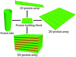 Graphical abstract: Precise protein assembly of array structures