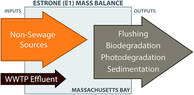 Graphical abstract: Steroidal estrogen sources in a sewage-impacted coastal ocean