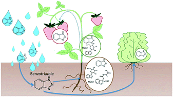 Graphical abstract: Benzotriazole (BT) and BT plant metabolites in crops irrigated with recycled water