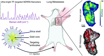 Graphical abstract: Tissue factor-specific ultra-bright SERRS nanostars for Raman detection of pulmonary micrometastases