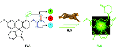 Graphical abstract: Efficient visualization of H2S via a fluorescent probe with three electrophilic centres