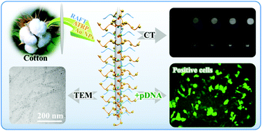 Graphical abstract: Gold nanoparticle-conjugated heterogeneous polymer brush-wrapped cellulose nanocrystals prepared by combining different controllable polymerization techniques for theranostic applications