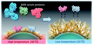 Graphical abstract: Protein separations via thermally responsive ionic block copolymer brush layers