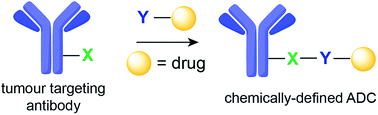 Graphical abstract: Construction of homogeneous antibody–drug conjugates using site-selective protein chemistry
