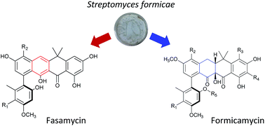 Graphical abstract: Formicamycins, antibacterial polyketides produced by Streptomyces formicae isolated from African Tetraponera plant-ants