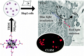 Graphical abstract: Cellular internalisation, bioimaging and dark and photodynamic cytotoxicity of silica nanoparticles doped by {Mo6I8}4+ metal clusters