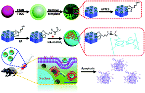 Graphical abstract: A pH-responsive nanocontainer based on hydrazone-bearing hollow silica nanoparticles for targeted tumor therapy