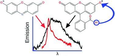 Graphical abstract: Sibling rivalry: intrinsic luminescence from two xanthene dye monoanions, resorufin and fluorescein, provides evidence for excited-state proton transfer in the latter