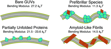Graphical abstract: Interaction with prefibrillar species and amyloid-like fibrils changes the stiffness of lipid bilayers