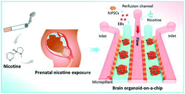 Graphical abstract: Human brain organoid-on-a-chip to model prenatal nicotine exposure