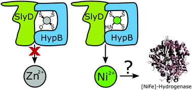 Graphical abstract: High-affinity metal binding by the Escherichia coli [NiFe]-hydrogenase accessory protein HypB is selectively modulated by SlyD