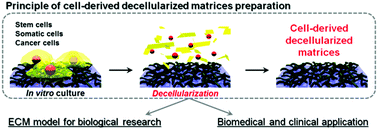 Graphical abstract: Cultured cell-derived decellularized matrices: a review towards the next decade