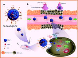 Graphical abstract: Phycocyanin-based nanocarrier as a new nanoplatform for efficient overcoming of cancer drug resistance