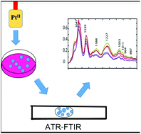Graphical abstract: ATR-FTIR spectroscopy shows changes in ovarian cancer cells after incubation with novel organoamidoplatinum(ii) complexes