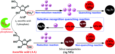 Graphical abstract: Rapid and simple detection of ascorbic acid and alkaline phosphatase via controlled generation of silver nanoparticles and selective recognition
