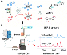 Graphical abstract: Detection of leucine aminopeptidase activity in serum using surface-enhanced Raman spectroscopy