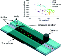 Graphical abstract: A continuous-flow acoustofluidic cytometer for single-cell mechanotyping