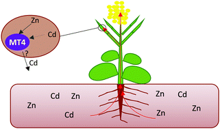Graphical abstract: The type 4 metallothionein from Brassica napus seeds folds in a metal-dependent fashion and favours zinc over other metals