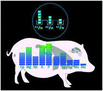 Graphical abstract: Examining the homeostatic distribution of metals and Zn isotopes in Göttingen minipigs