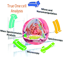 Graphical abstract: True one cell chemical analysis: a review