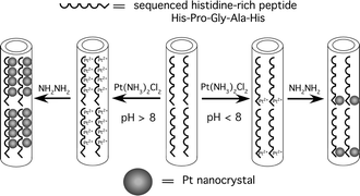 Graphical abstract: Incorporation of sequenced peptides on nanotubes for Pt coating: smart control of nucleation and morphology via activation of metal binding sites on amino acids