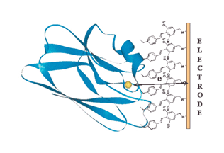 Graphical abstract: Fast, long-range electron-transfer reactions of a ‘blue’ copper protein coupled non-covalently to an electrode through a stilbenyl thiolate monolayer