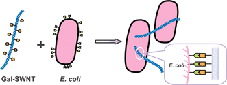 Graphical abstract: Single-walled carbon nanotubes displaying multivalent ligands for capturing pathogens
