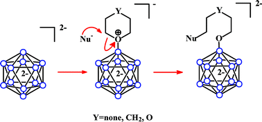 Graphical abstract: Cyclic oxonium derivatives of polyhedral boron hydrides and their synthetic applications